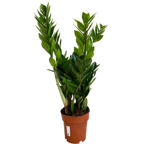 ZAMIOKULKAS (ZAMIOCULCAS) 70cm na Arena.pl