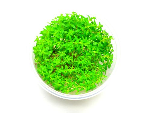 ludwigia arcuata na Arena.pl