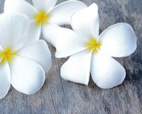 FOTOTAPETA BIAŁE KWIATY ELEGANCJA SALON 360x240