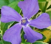 Barwinek większy - Vinca major