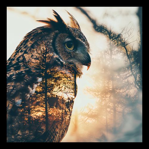 Plakat 30x30cm Sowi Duch na Arena.pl