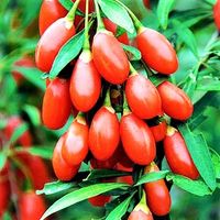 JAGODA GOJI DUŻA SADZONKA ODPORNA NA MRÓZ