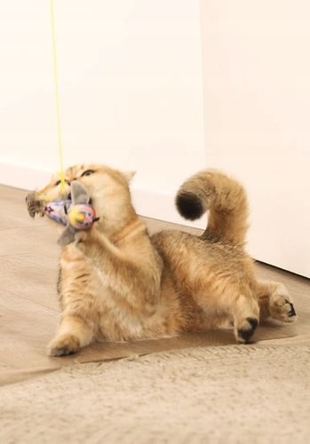 ZABAWKA DLA KOTA PRZYSSAWKA NA DRZWI RUCHOMA PTAK na Arena.pl