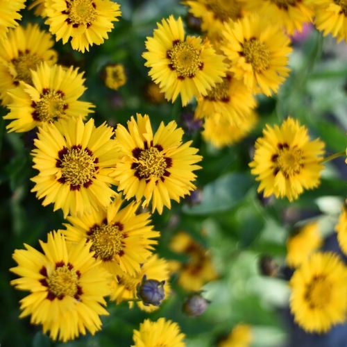 Nachyłek wielkokwiatowy ANDIAMO YELLOW RED Żółty Na letnie rabaty Sadzonki na Arena.pl