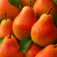 GRUSZA POMARAŃCZÓWKA złoto w ogrodzie - sadzonki 50 / 80 cm