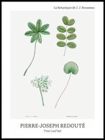 Plakat 60x80cm Design Tree Leaf Set, Redoute Vintage do Salonu
