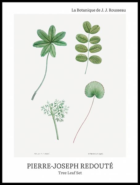 Plakat 60x80cm Design Tree Leaf Set, Redoute Vintage do Salonu zdjęcie 1