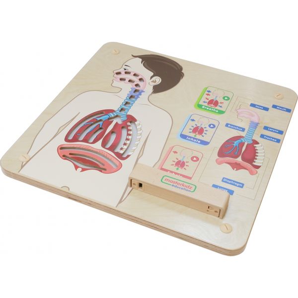 MASTERKIDZ Tablica Edukacyjna Układ Oddechowy zdjęcie 2