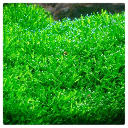 Riccia fluitans WGŁĘBKA WODNA in vitro kubek 10cm na Arena.pl