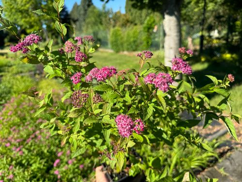 Tawuła japońska ‘Country Red’  Ciemnoróżowa (Spiraea japonica)  Poj. 2.0L na Arena.pl