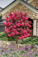 LAGERSTROEMIA na pniu Różowa bez południa - sadzonki 70 / 90 cm