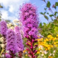 Liatra kłosowa 'Kobold' Miododajna (Liatris spicata) Doniczka 1.0L