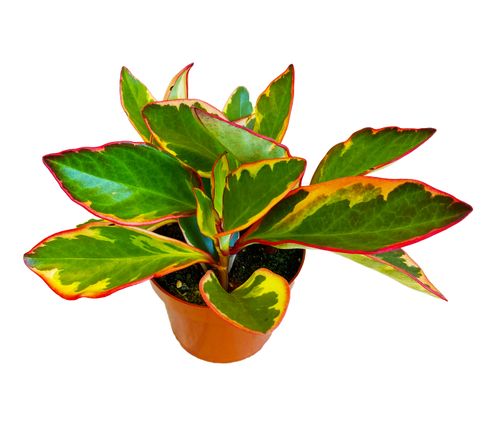 PEPEROMIA GINNY 20cm na Arena.pl