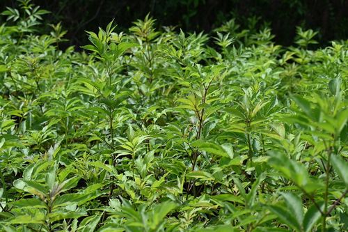 Bez koralowy - Sambucus racemosa na Arena.pl