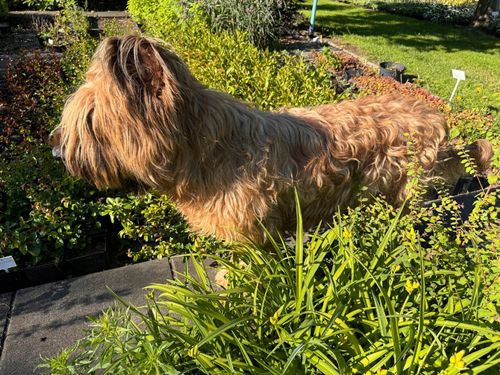 Śnieguliczka Różowa Doorenbosa 'Magic Berry' (Symphoricarpos ×doorenbosii) na Arena.pl