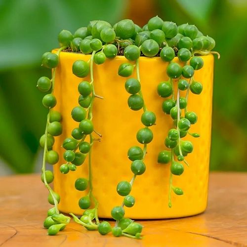 Senecio Rowleyanus - ZIELONY SZNUR KORALI - Niespotykany Starzec na Arena.pl