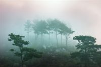 Fototapeta Górski Las we Mgle Zieleń do Salonu 405x270