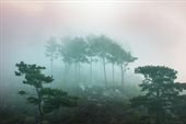 Fototapeta Górski Las we Mgle Zieleń do Salonu 405x270
