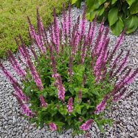 Szałwia omszona BRIGHT ROSE Miododajna Różowa Sadzonki w doniczkach 1L