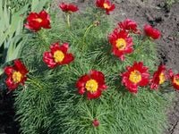 Piwonia delikatna wąskolistna koperkowa Tenuifolia P11