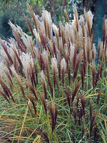 Miskant chiński Rotsilber C3 E na Arena.pl