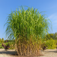Miskant Olbrzymi Wysoka Trawa Na Żywopłot 300cm (Miscanthus giganteus) 4.0L