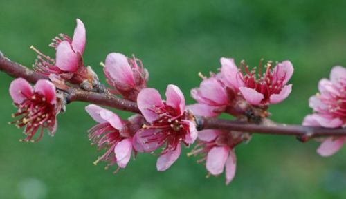 BRZOSKWINIA ZWYCZAJNA Prunus persica NASIONA 250 sztuk - 1kg. na Arena.pl