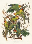 Plakat 13x18cm Papuga Karolińska, J.J. Audubon, Vintage do Salonu