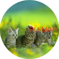 Opłatek na tort KOT Kotek Kotki Kiciuś Kocur Miluśiński Tekst Gratis