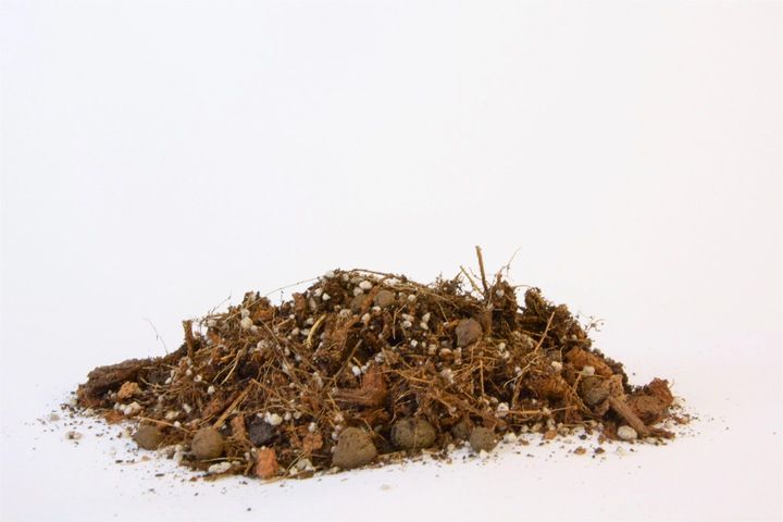 IMSOIL Ziemia Dedykowana do ALOKAZJI 10L zdjęcie 2