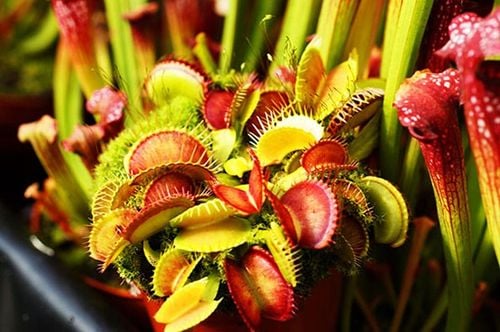 Głodna MUCHOŁÓWKA największa XXXL 4-letnia na Arena.pl