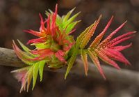 P9 TAWLINA JARZĘBOLISTNA EGZOTYCZNE DRZEWKO