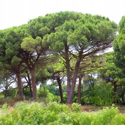 Sosna pinia pinus pinea 60-80cm P9 na Arena.pl