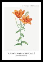 Plakat 20x30cm Design Bulbous Lily, Redoute Vintage do Salonu