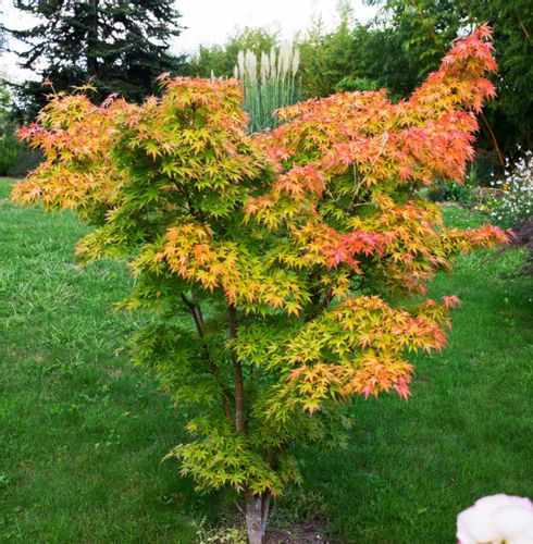 KLON PALMOWY ORANGE DREAM sadzonki  w doniczkach na Arena.pl