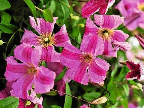 Powojnik Clematis Krakowiak C2 E na Arena.pl