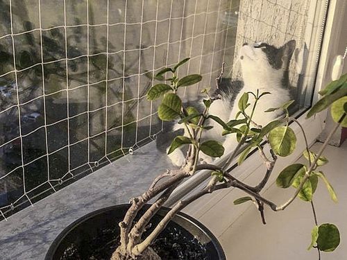 ZESTAW SIATKA NA BALKON DLA KOTA 8x3 BEZ WIERCENIA MARKA 'BEZPIECZNE KOTY' na Arena.pl