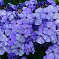 Floks wiechowaty 'Blue Boy' (Phlox paniculata) Płomyk Niebieski