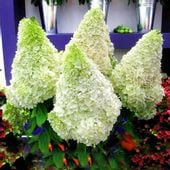 Hortensja Bukietowa POLAR BEAR 20-40cm Piękny Miś Polarny