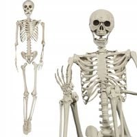 SZKIELET człowieka XXL kościotrup wiszący dekoracja na HALLOWEEN DUŻY 160cm