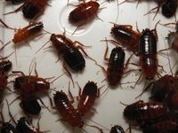 Karaczany tureckie subadult 100szt(SpidersForge)