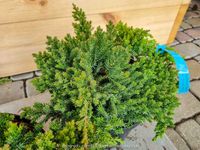 Jałowiec Rozesłany Procumbens 'Nana' Płożący PRAWDZIWE ZDJĘCIA