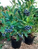 Borówka amerykańska WCZESNA Early Blue już OWOCUJE