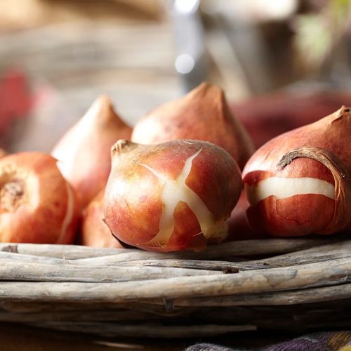 Tulipan Cebulki Tulipanów Kwiatów Czerwone Praestans Zwanenburg 50Szt na Arena.pl