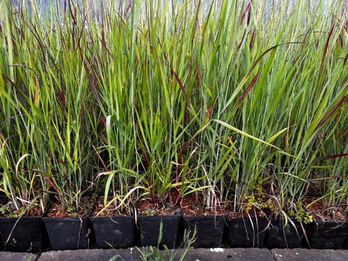 Proso rózgowate 'Sangria' Czerwona trawa (Panicum virgatum) Doniczka 2.0L na Arena.pl