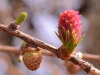 P11 MODRZEW EUROPEJSKI 50 CM. KRZEWY24