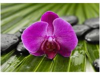 100 70CM OBRAZ PŁÓTNO PORANNA ROSA PŁÓTNO RAMA