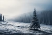 Plakat 30x20cm Samotna Choinka