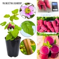 Malinojeżyna Loganberry silna sadzonka KRZEW 40-70 cm