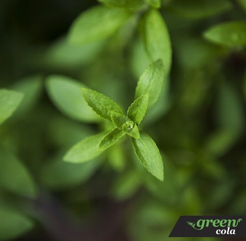 Green Cola Bez Cukru zgrzewka - 24 szt na Arena.pl